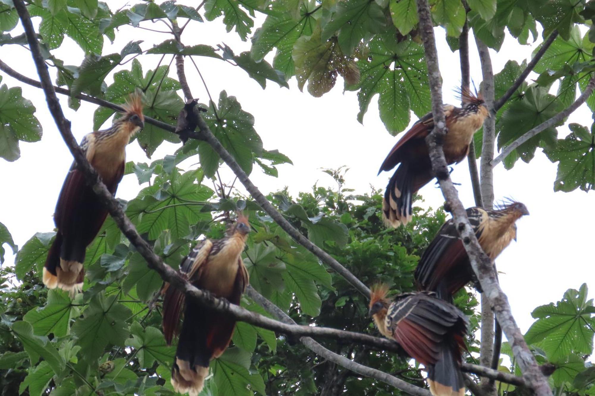 Hospedaje Y Tours Reina Arriera Amazonas Colombia Macedonia Buitenkant foto